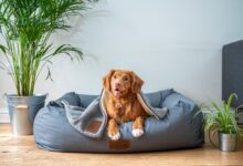 Foto de Cama para cachorro e gato: saiba como escolher e as diferenças