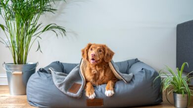 Foto de Cama para cachorro e gato: saiba como escolher e as diferenças