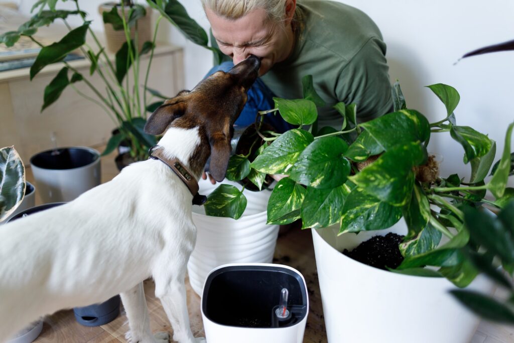 Day Care Pet: Veja como abrir o seu próprio negócio - Unsplash Grátis