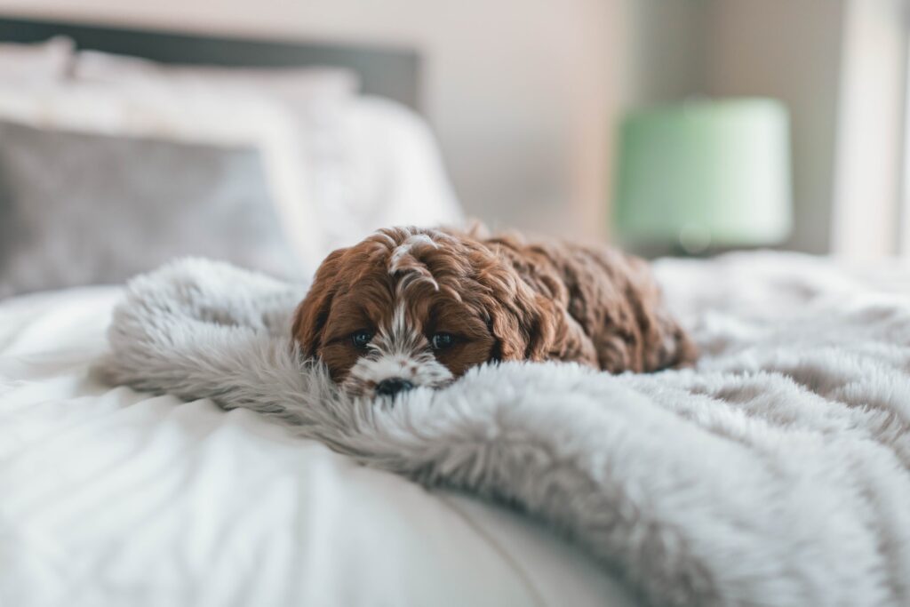 Cachorro com depressão -  Imagem: Unsplash imagens gratuitas