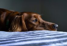 Foto de Depressão Animal: Cães e Gatos Também Podem Ser Afetados, Sabia?