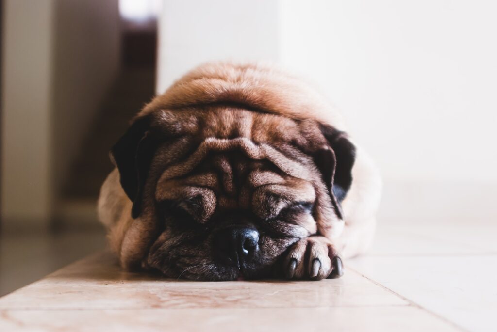 Cachorro com depressão -  Imagem: Unsplash imagens gratuitas