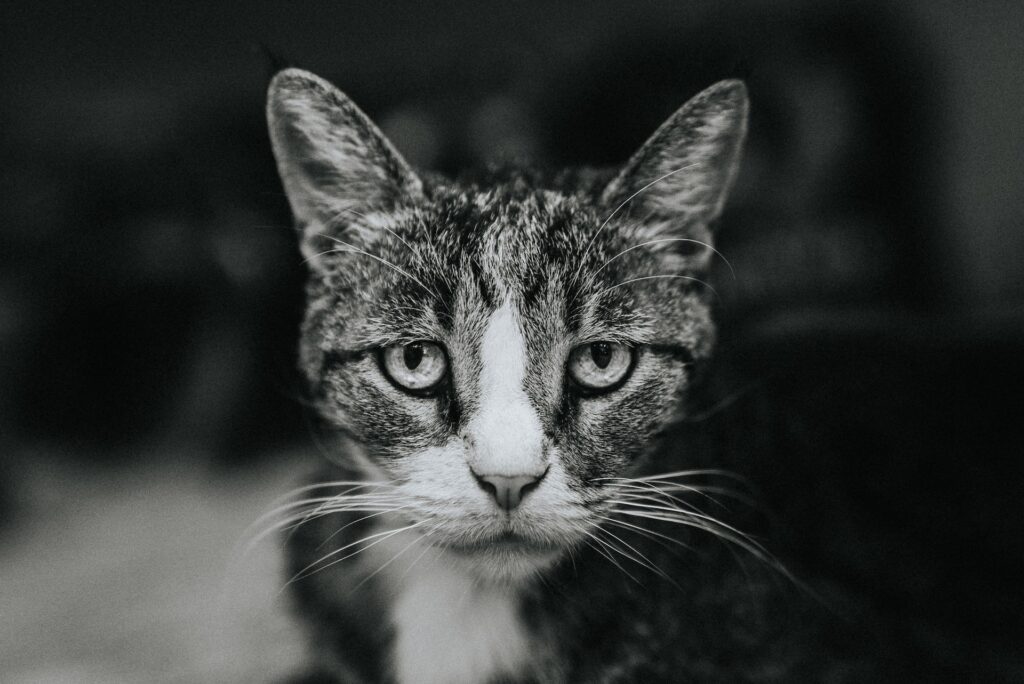 Gato com depressão -  Imagem: Unsplash imagens gratuitas