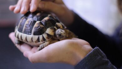 Foto de Entenda como criar tartarugas em casa: um guia completo