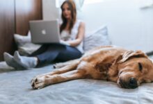 Foto de Exames de rotina pet que devem ser feitos