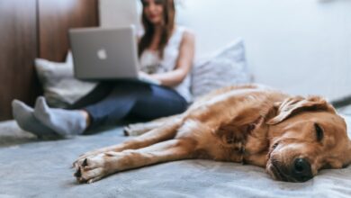 Foto de Exames de rotina pet que devem ser feitos