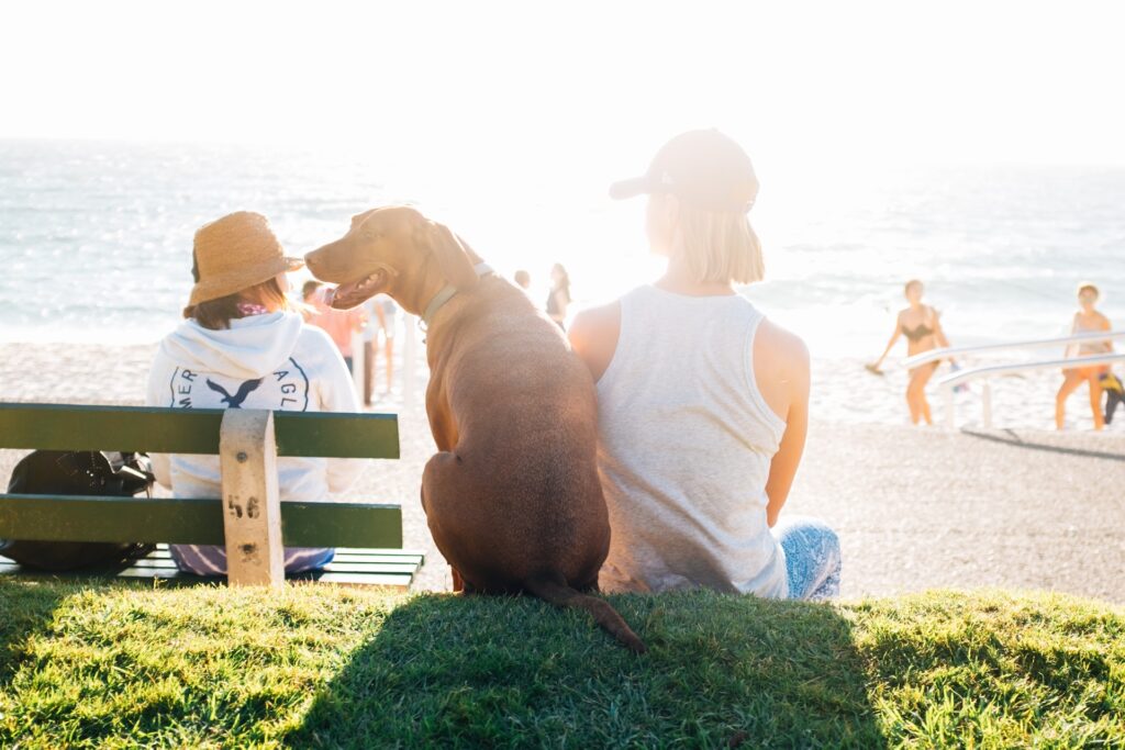 Pessoa com pet na praia Imagem: Unsplash gratuita - Guarda compartilhada