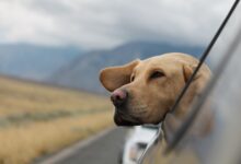 Foto de Labrador: Entenda tudo sobre a raça de cachorro mais querida do mundo