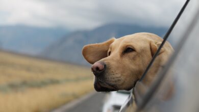 Foto de Labrador: Entenda tudo sobre a raça de cachorro mais querida do mundo