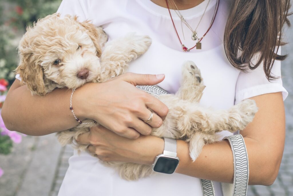 Odontologia Veterinária - Unsplash imagem grátis 