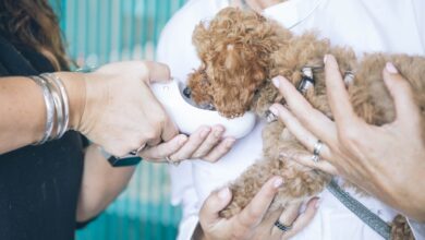 Foto de Odontologia Veterinária: saiba tudo sobre o assunto para seu pet