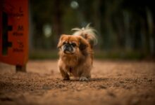 Foto de Pequinês: conheça tudo sobre essa raça de cachorro