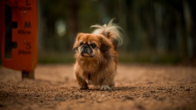 Foto de Pequinês: conheça tudo sobre essa raça de cachorro