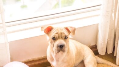 Foto de Pets para apartamento: entenda tudo sobre o assunto e saiba escolher