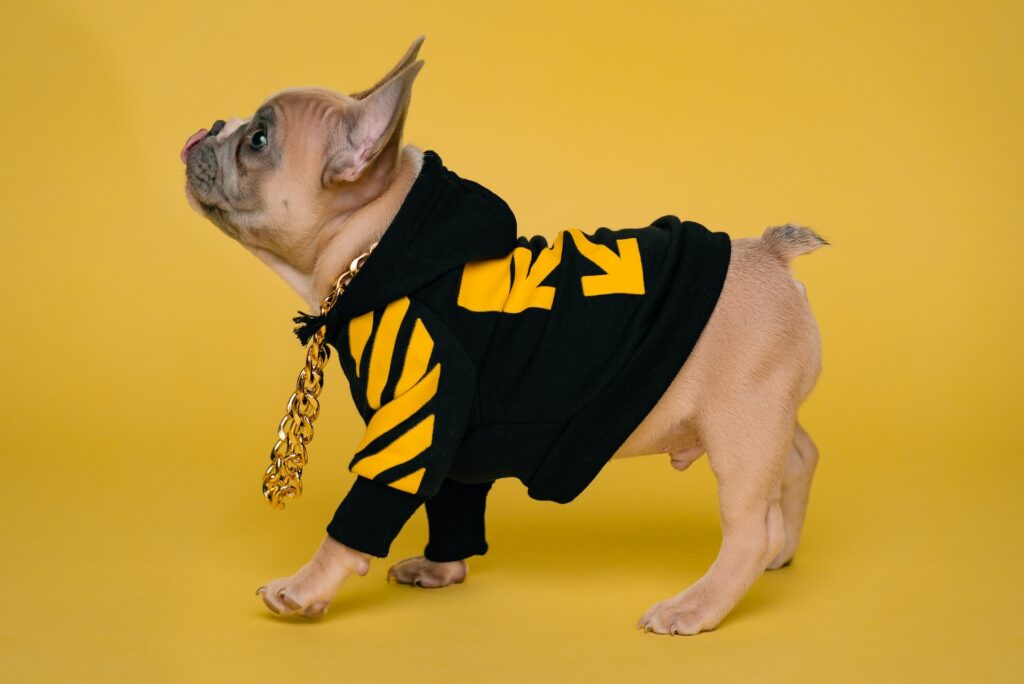 Roupa para cachorro: Veja e entenda tudo - Unsplash Grátis 