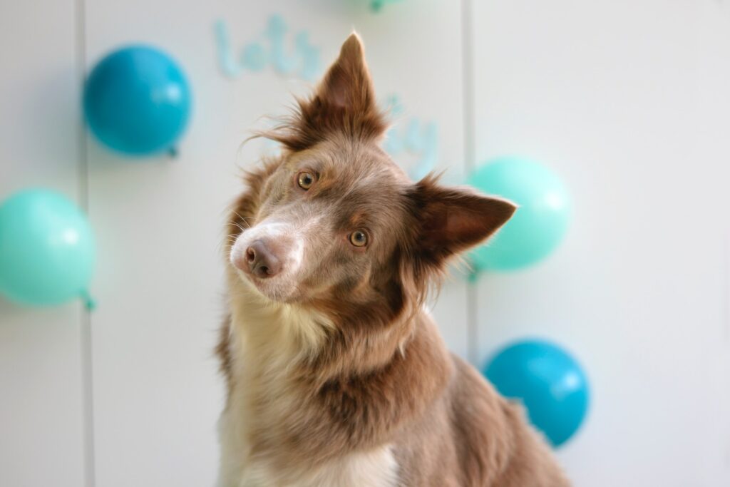 Cachorro em festas de aniversário pet - Imagem: Unsplash gratuitas