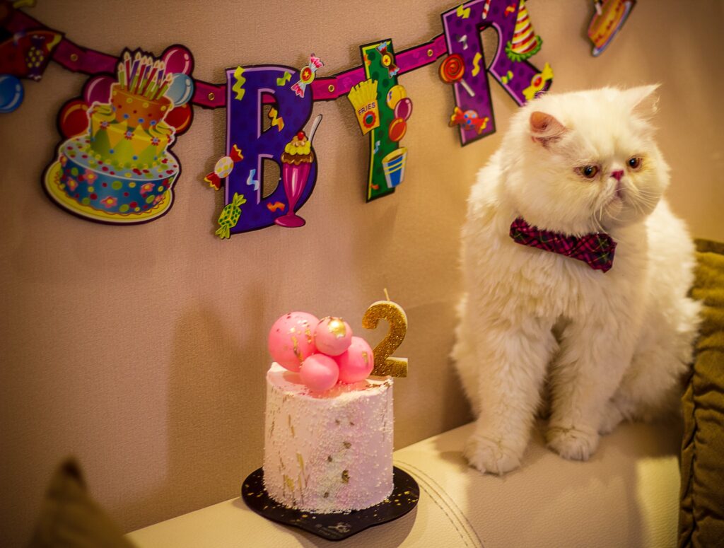 Festa de aniversario para gato com bolinho - Imagem: Unsplash imagens gratuitas