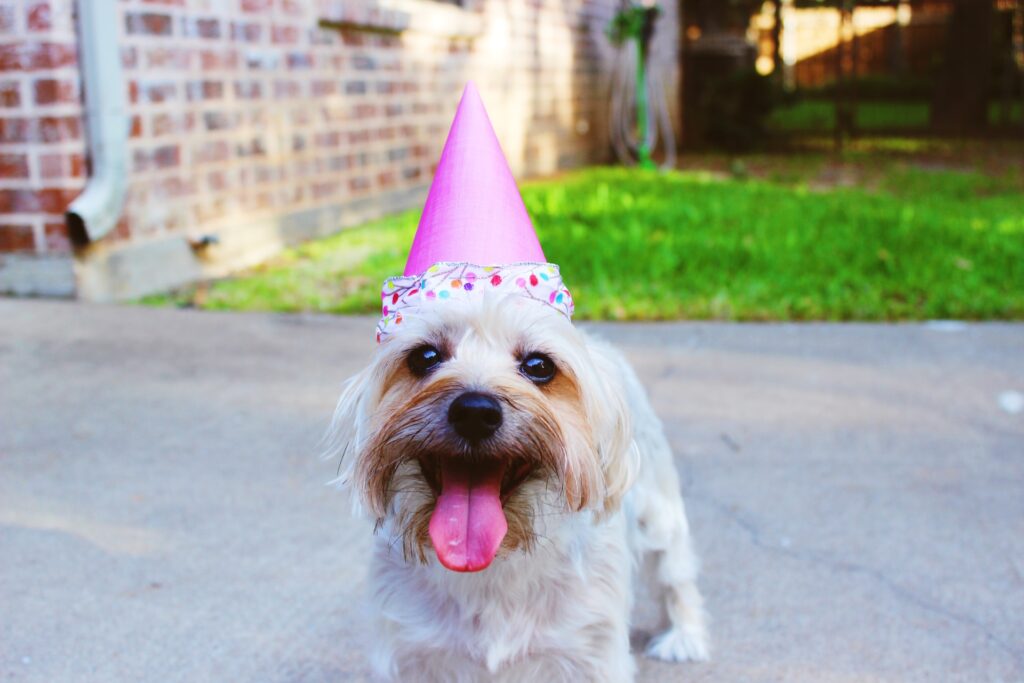 Cachorro com chapéu de festas de aniversário pet - Imagem: Unsplash gratuitas