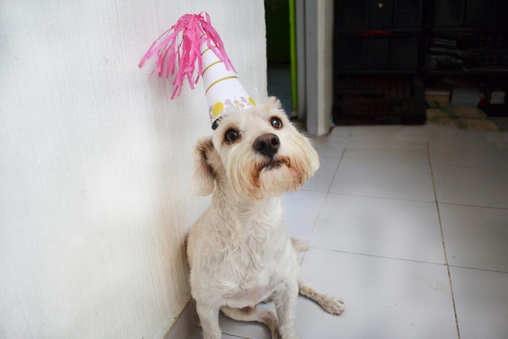 Festa de aniversario pet para cão - Imagem: Unsplash imagens gratuitas