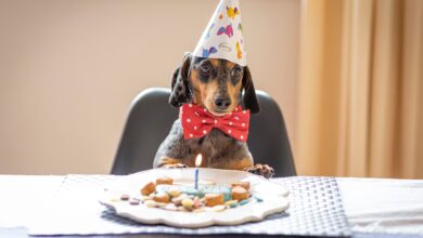 Foto de Saiba tudo sobre festas de aniversário pet