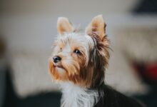 Foto de Yorkshire Terrie: Saiba tudo sobre a raça do pequeno cão