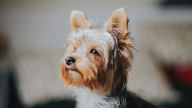 Foto de Yorkshire Terrie: Saiba tudo sobre a raça do pequeno cão