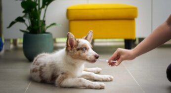 Entenda agora sobre alguns dos principais exames Veterinários