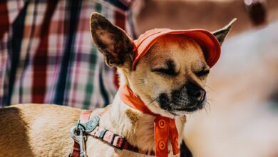 Foto de Roupa para cachorro: Veja e entenda tudo